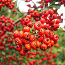 Image result for Pycnosphaera buchananii