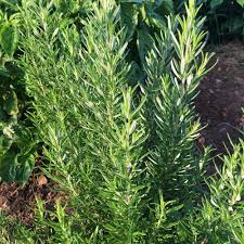We did not find results for: Barbeque Rosemary Herb Plants For Sale Free Shipping