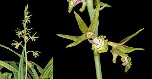 Image result for Eulophia angolensis