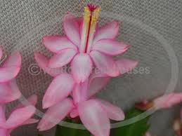 More than 1000 a christmas cactus at pleasant prices up to 11 usd fast and free worldwide shipping! Christmas Cactus Eprics Star 4 Etsy Christmas Cactus Light Pink Flowers Cactus