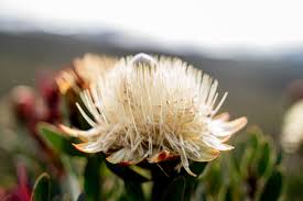Maybe you would like to learn more about one of these? What Plants And Trees Will I See On Mount Kilimanjaro The Ultimate Kilimanjaro Blog