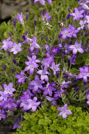 Perfect for trailing over walls, filling spaces between larger plants or accenting rock gardens. Dalmatian Bellflower