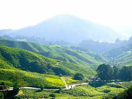 Some farmers has shifted their agriculture to organic farming to provide for a growing niche of health concious consumers who don't mind paying extra for eating safer organic vegetable products. Hd Wallpaper Photography Of Field And Road Tea Plantation Tea Farm Cameron Highlands Wallpaper Flare