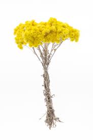 Image result for Helichrysum decorum