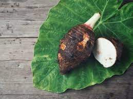 Sometimes the suckers, or new shoots that appear some distance from the parent. Growing Taro In Containers How To Care For Potted Taro Plants