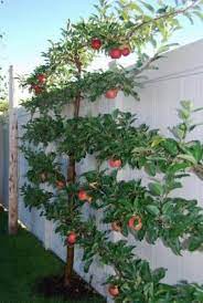 If you like edible landscaping, fruit trees, a vegetable garden, organic gardening, or you just love palm trees i don't have enough space. Reader Photos Andrea S Espalier In Idaho Finegardening Plants Garden Trees Vertical Vegetable Gardens