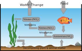Download File Aquarium Nitrogen Cyclezp Svg Wikimedia Commons