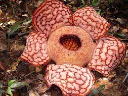 Rafflesia Endangered Plants Rare Flowers Weird Plants