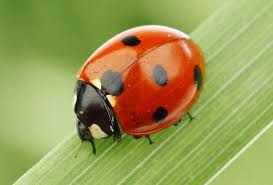 Coccinelle Animal Totem Animal Totem