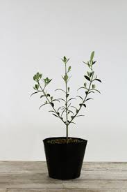 初めてオリーブを育てる方へ オリーブの育て方特集 日本オリーブ公式通販