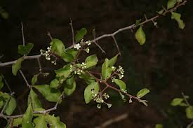 Image result for Gymnosporia glaucophylla