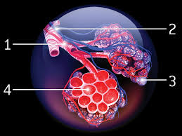 Check spelling or type a new query. Respiratory Epithelial Cells Line The Respiratory Tract