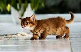 5 facts you didn t know about the somali cat breed animal facts blog katzen rassen susse katzen singapura