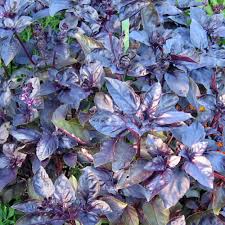 You can browse and purchase with confidence using our secure site and secure checkout. Opal Basil Herb Plants For Sale Free Shipping