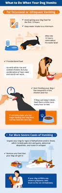 Pin On Dog Care