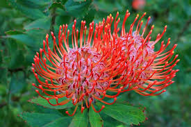 Image result for Leucospermum