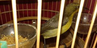 11+ jenis burung kolibri yang dilombakan (gambar, ciri fisik dan penjelasanya) andromeda 4 july 2019 umum no comments. 7 Makanan Burung Kolibri Terbaik Biar Gacor Saat Kontes Pintarpet
