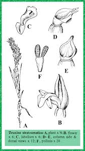 Image result for Zeuxine