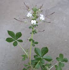 Image result for Cleome gynandra