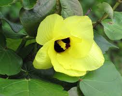 Image result for Hibiscus platycalyx
