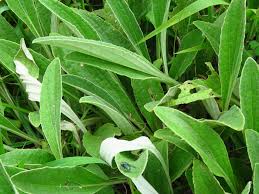 Image result for Haplocarpha