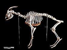 Goat Skeleton Capra Hircus Each Recognized Breed Of Goats Has Specific Weight Ranges Which Vary From Over 140 Kg 3 Goats Animal Skeletons Animal Anatomy
