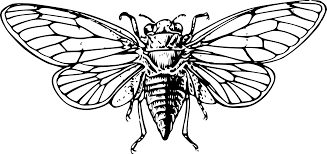 Printable coloring and activity pages are one way to keep the kids happy (or at least occupie. Cicada Coloring Pages Free Colouring Breathtaking Inspiring Cicada Clip Art 1979x935 Png Clipart Download