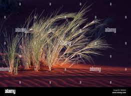 Image result for Stipagrostis