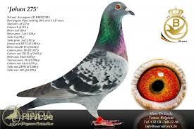 Drops'taki diller drops ile öğrenebileceğiniz geniş dil seçenekleri sunmaktan gurur duyuyoruz ve neredeyse her ay yenilerini ekliyoruz. Marc De Cock Temse Many Years Of World Class Pigeon Racing Pipa