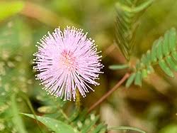 Image result for Mimosa mossambicensis