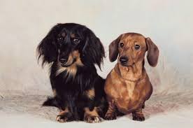 how to care for a miniature dachshund puppy pets