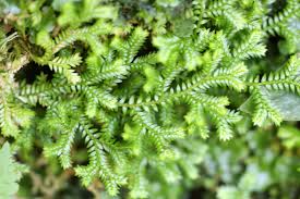 Image result for Selaginella kraussiana