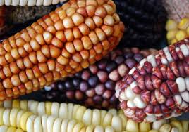 ADN del maíz: estudian cómo diseñar semillas multirresistentes ...
