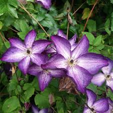 Image result for Clematis villosa