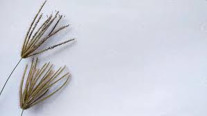 Image result for Chloris virgata