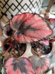 Image result for Begonia rostrata