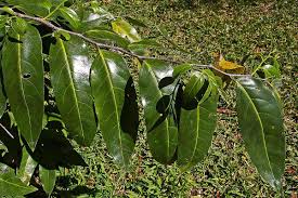 Image result for Casearia runssorica