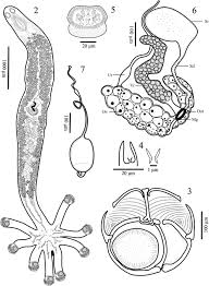 Image result for Monothecium