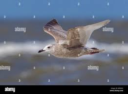 Zee meeuw hi-res stock photography and images