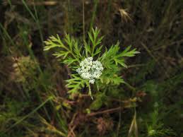 Maybe you would like to learn more about one of these? Rattlesnake Weed Nature Collective