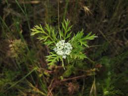 Like thistle, it has prickers (on the stems) to make you think twice about grabbing it. Rattlesnake Weed Nature Collective