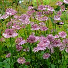 Image result for Astrantia major `Roma`