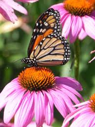 Thoughts on the blm march (self.minnetonka). Resident Information City Of The Village Of Minnetonka Beach