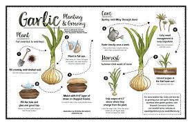 How To Grow Garlic From Bulb Your Market Garden Growing Garlic Growing Garlic From Cloves Planting Garlic