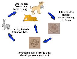 We did not find results for: Roundworms In Dogs And Puppies Veterinary Partner Vin
