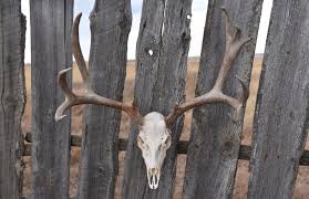 Moose skull depth is 5 ½ and the antler depth is roughly 22. Skull Stew Diy European Skull Mount Bc Outdoors Magazine