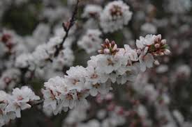 They will grow 6 to 10 feet tall and spread an equal distance, with a dense, twiggy growth habit. Nanking Bush Cherry Plant Information Another Unique Edible Plants