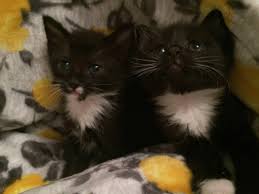 All of our dogs are ready to be rehomed. Buyer Beware Pet Sale Scams On The Rise Manchester Ink Link