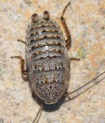 Image result for Phyllorachis