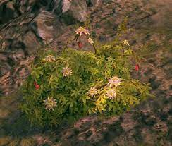Passiflora Guild Wars 2 Wiki Gw2w